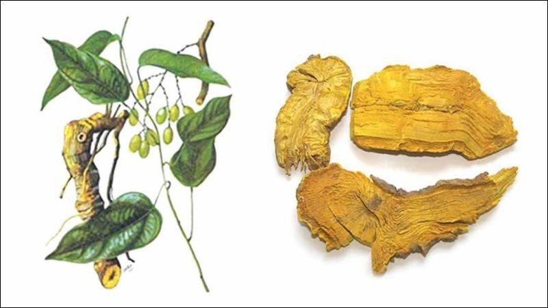 Phần thân già và rễ của cây hoàng đằng được sử dụng để làm vị thuốc