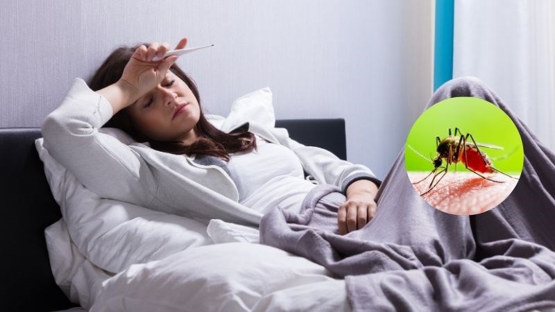 Bài thuốc từ hoàng đằng giúp trị sốt rét
