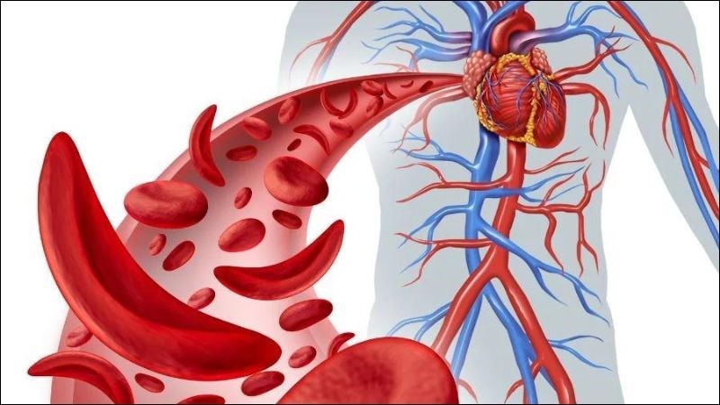 Đào nhân có tác dụng phá huyết, giúp tiêu huyết ứ, hạn chế sự ngưng tụ máu trong cơ thể