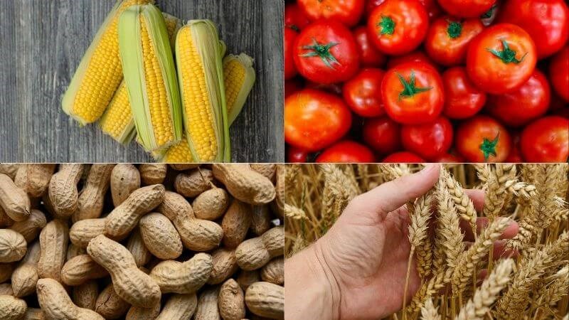 Những người mang nhóm máu B nên tránh những loại thực phẩm như ngô, cà chua,...