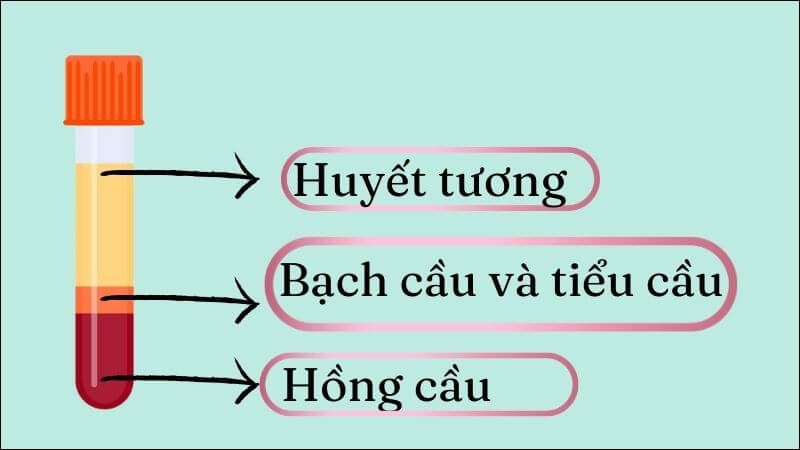 Thành phần cơ bản của máu gồm hồng cầu, bạch cầu, tiểu cầu, huyết tương