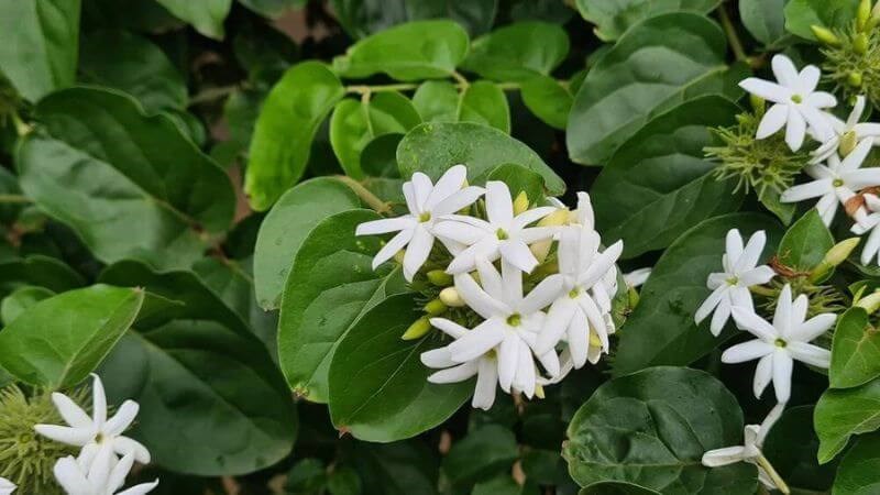 Chè vằng có tên khoa học Jasminum subtriplinerve Blume thuộc họ Nhài (Oleaceae)