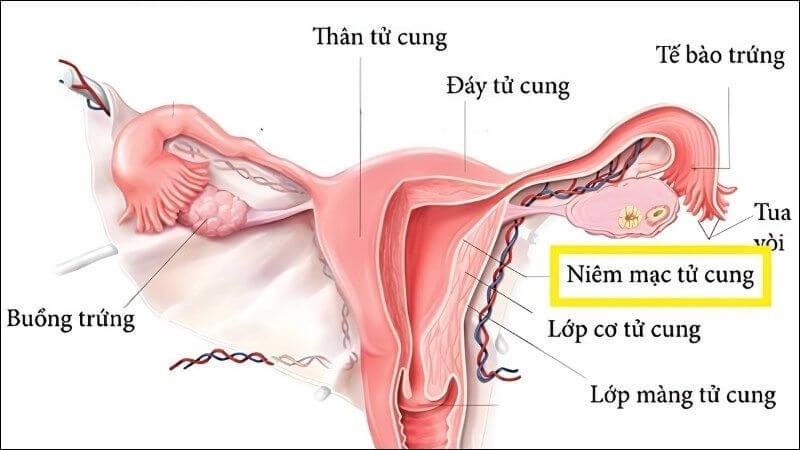 Vitamin E có thể cải thiện độ dày của nội mạc tử cung