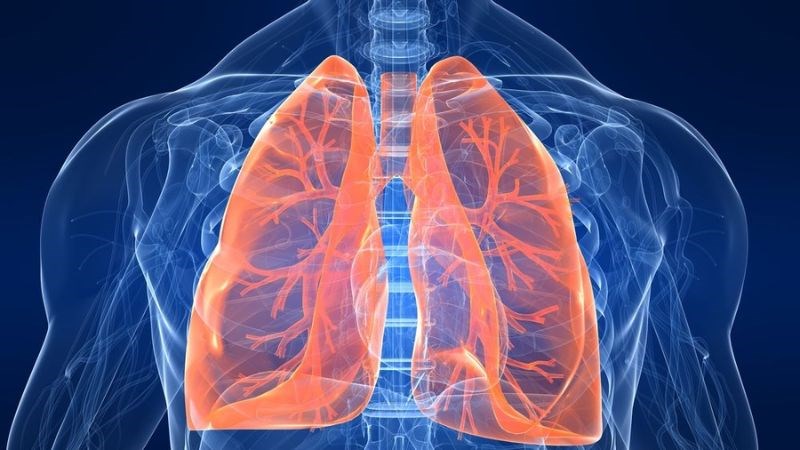 Chè dưỡng nhan có tác dụng bổ phổi, hỗ trợ chữa nhiễm trùng đường hô hấp