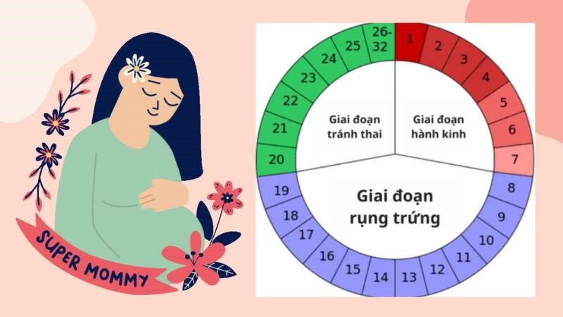 Quá trình mang thai phụ thuộc rất nhiều vào giai đoạn rụng trứng
