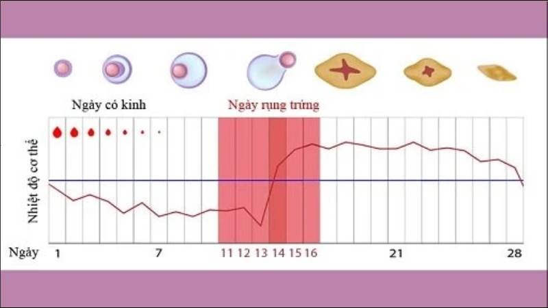 Nhiệt độ cơ thể của phụ nữ buổi sáng thường tăng ngay sau khi rụng trứng