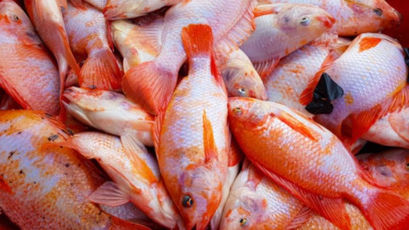 Canh cá diêu hồng chua chua ngọt ngọt vô cùng thanh mát