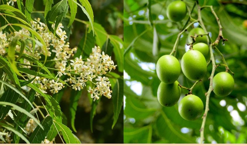hoa quả cây neem