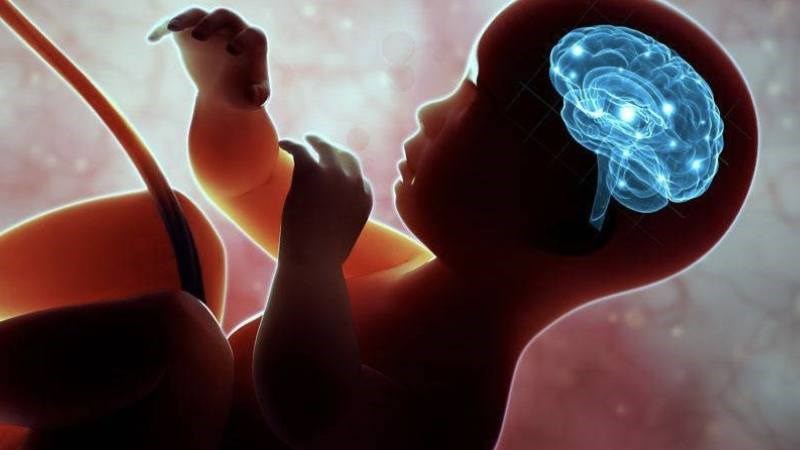 Mắm tôm là nguồn cung cấp DHA dồi dào cần thiết cho sự phát triển trí não và thị giác