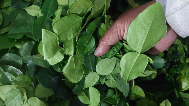 Các bài thuốc từ lá chanh có tác dụng hỗ trợ điều trị
