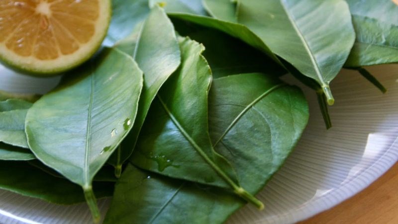 Phụ nữ có thai hoặc đang cho con bú nên thận trọng khi sử dụng lá chanh