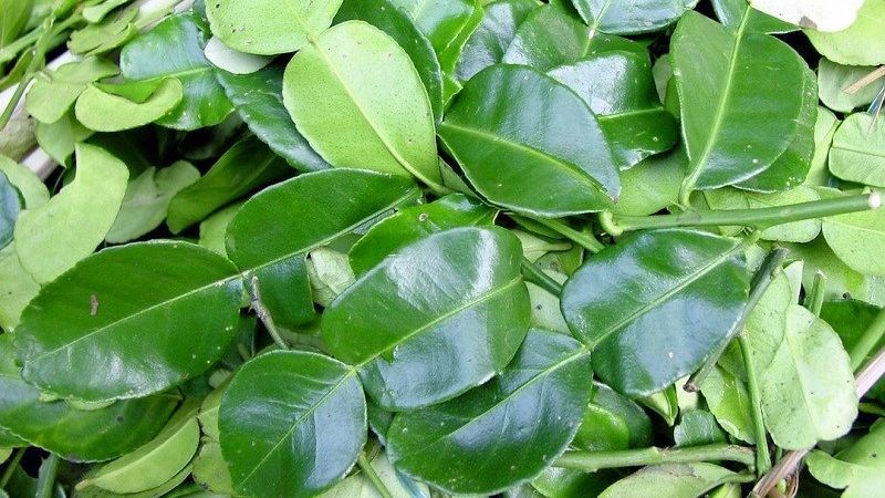 Lá chanh có khả năng tiêu diệt vi khuẩn, ngăn ngừa nhiễm trùng