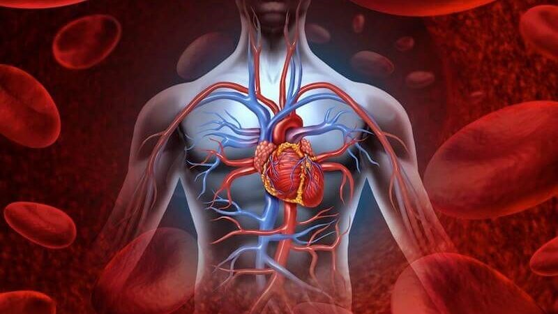 Xạ hương bảo vệ cơ tim và làm giảm nguy cơ mắc các bệnh tim mạch