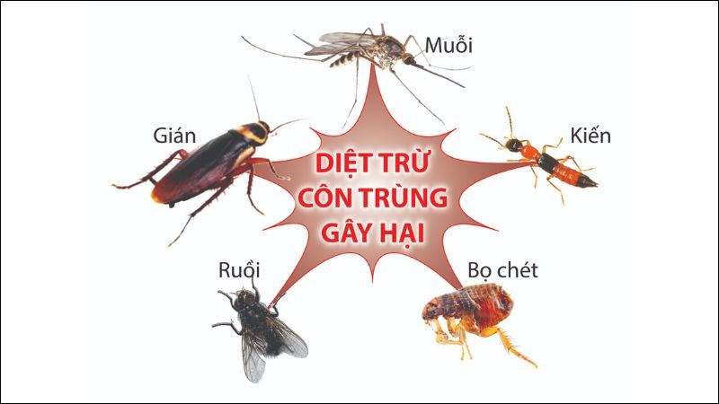 Tinh dầu xạ hương giúp xua đuổi côn trùng
