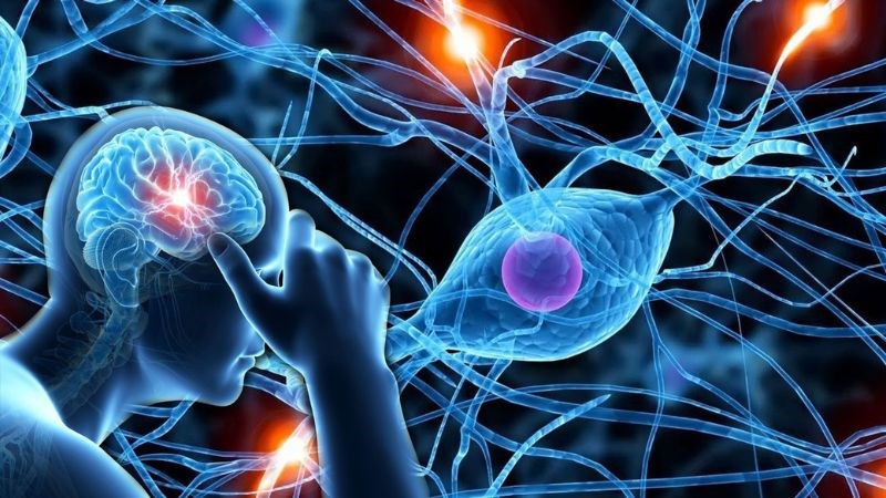 Xạ hương kích thích hệ thần kinh trung ương, cải thiện tuần hoàn máu não