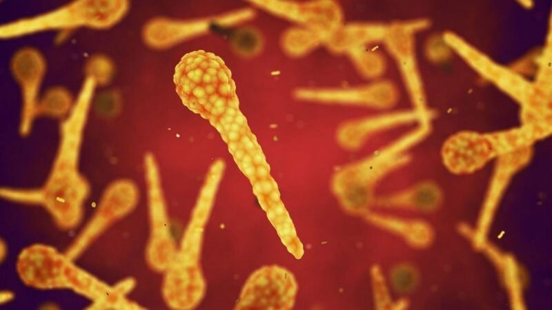 Vi khuẩn uốn ván thường tồn tại trong ruột của các gia súc ăn cỏ