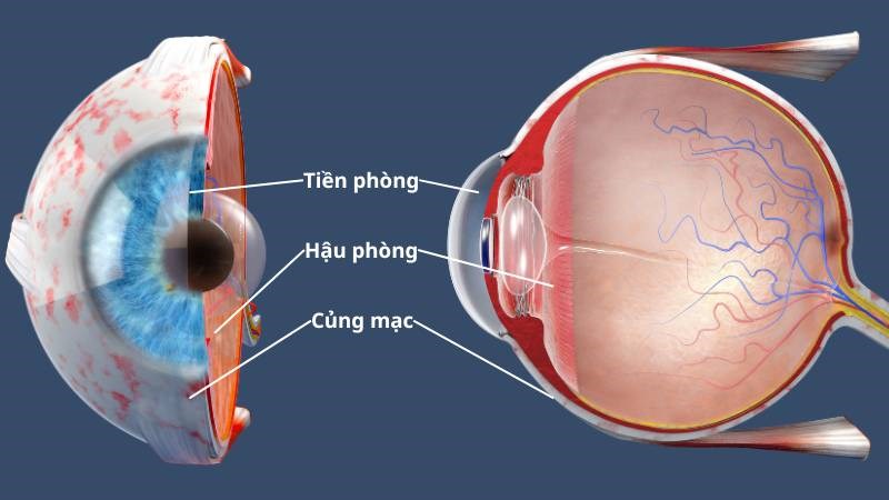 Chảy máu trong mắt có thể xuất hiện ở nhiều vị trí