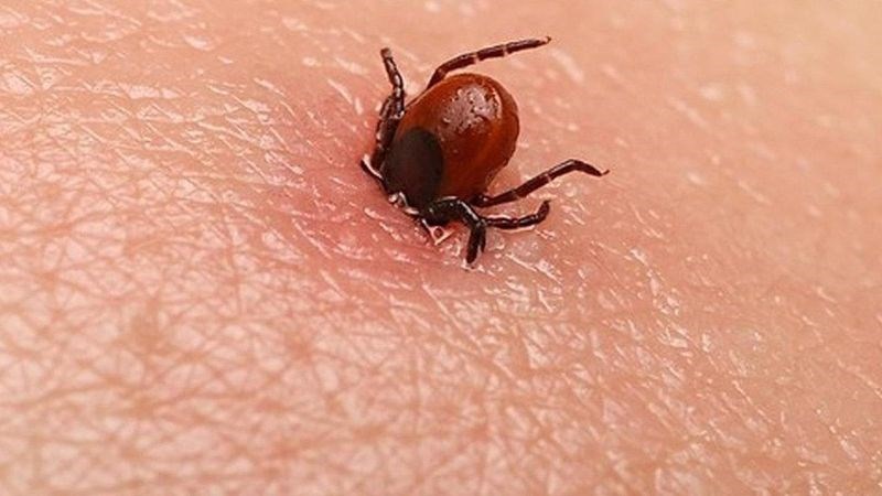 Bệnh Lyme do ve bọ mang khuẩn Borrelia burgdorferi lây lan