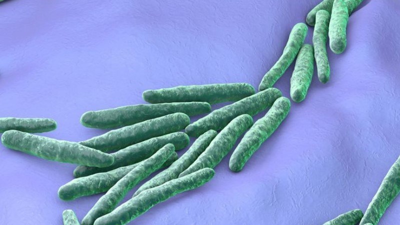 Mycobacterium tuberculosis - vi khuẩn gây ra bệnh lao