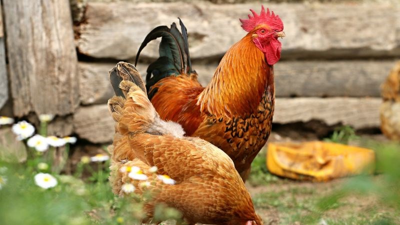 Gà sống trong môi trường ô nhiễm công nghiệp có nguy cơ cao nhiễm asen Gà sống trong môi trường ô nhiễm công nghiệp có nguy cơ cao nhiễm asen