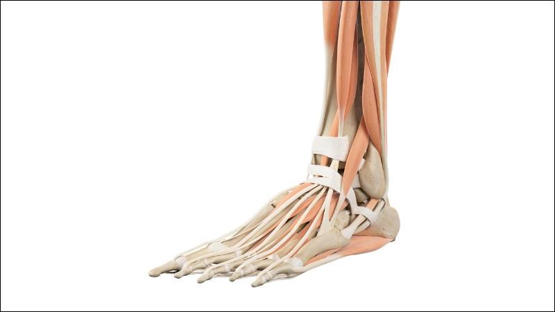 Bệnh lý thần kinh cơ có thể dẫn đến tình trạng bàn chân rũ