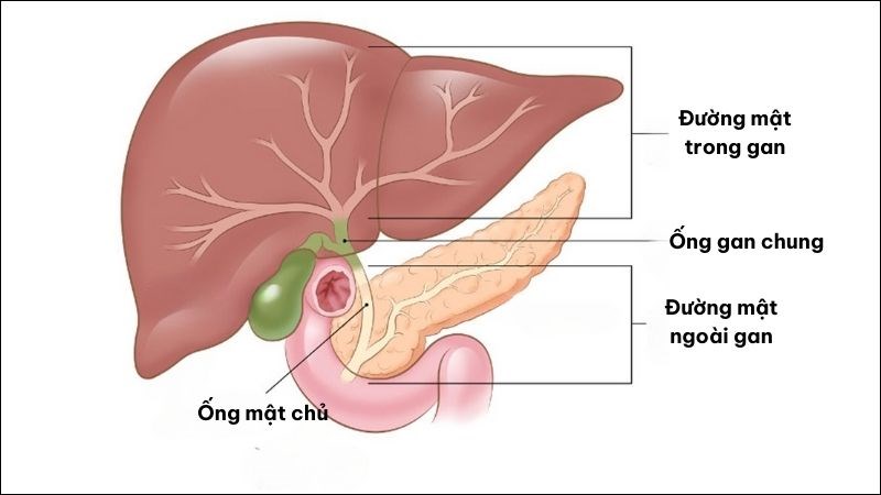 Khối u trong ung thư đường mật có nguồn gốc từ các tế bào ống dẫn mật