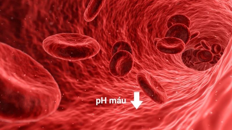 Độ pH máu thường giảm thấp trong toan chuyển hóa