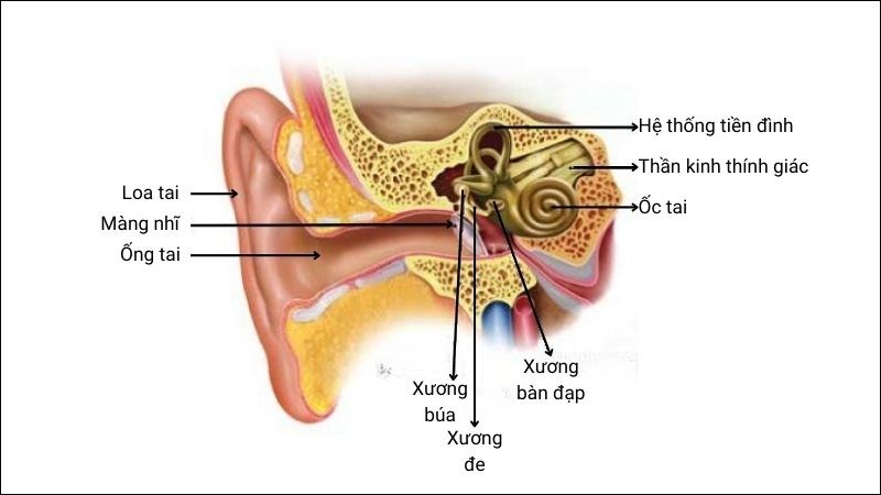 Sự phối hợp giữa hệ thống tiền đình và mắt có thể gây rung giật nhãn cầu