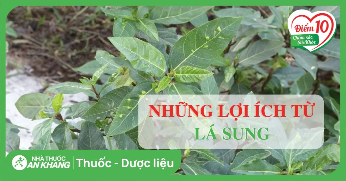 Lá sung có tác dụng gì? 7 công dụng và lưu ý khi dùng