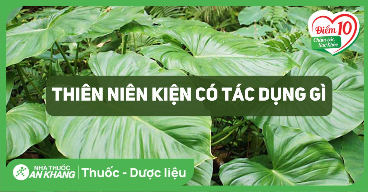 Cây thiên niên kiện có tác dụng gì? 8 bài thuốc và lưu ý khi dùng