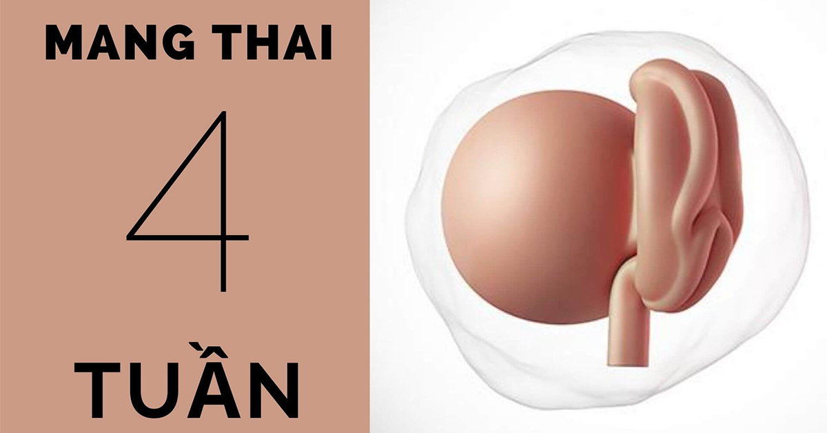 Thai nhi 4 tuần tuổi phát triển như thế nào? Những điều mẹ cần biết khi mang thai tuần thứ 4