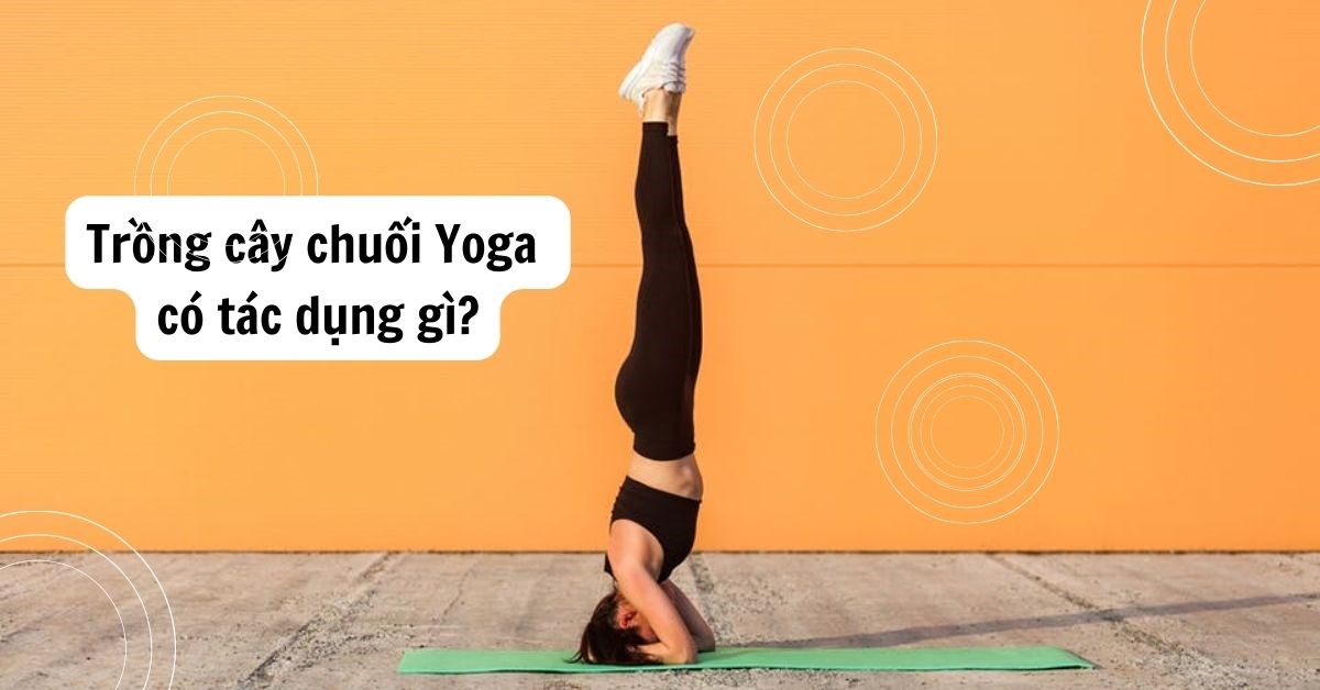 cách trồng cây chuối