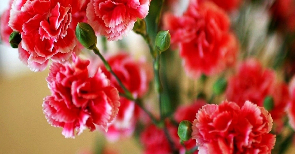 Những cách cắm hoa cẩm chướng đẹp như thế nào?