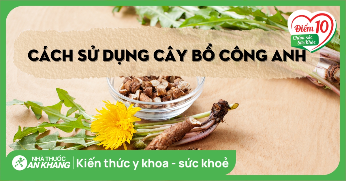 Cách sử dụng cây bồ công anh đúng cách an toàn và hiệu quả