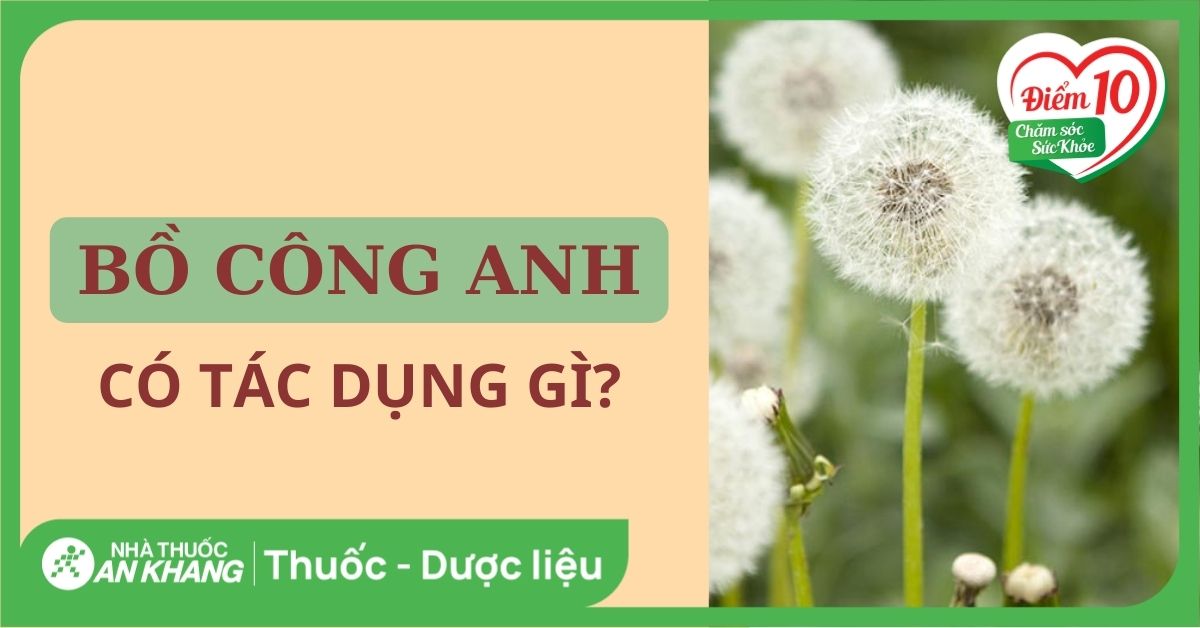 Cây bồ công anh có tác dụng gì? 14 tác dụng, cách sử dụng