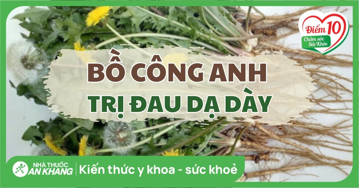 Bồ công anh có thể trị đau dạ dày không?