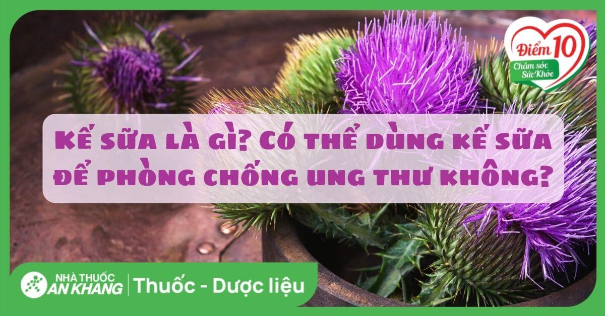 Kế sữa là gì? Có thể dùng kế sữa để phòng chống ung thư không?