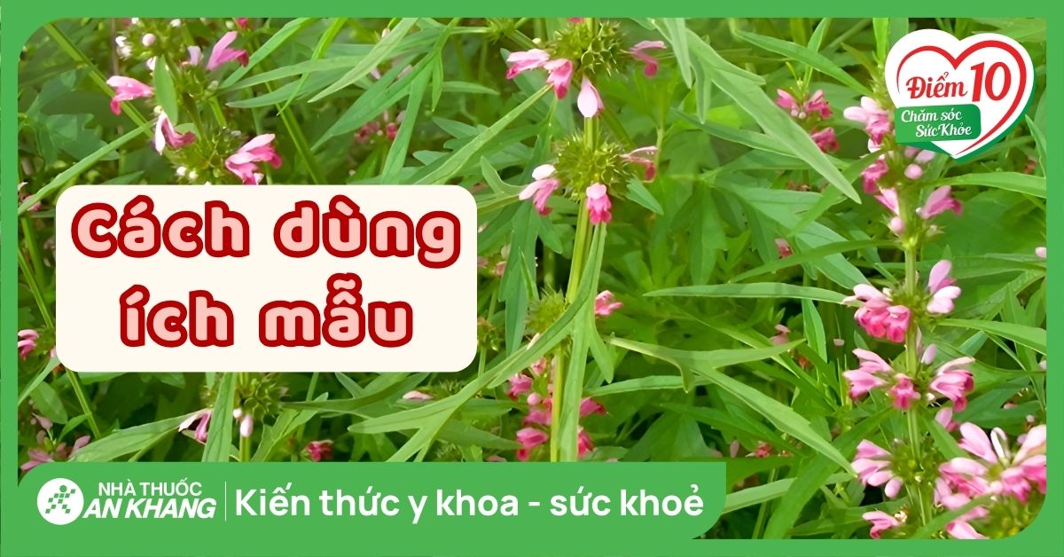 Ích mẫu: Cách dùng, liều dùng, lưu ý khi sử dụng