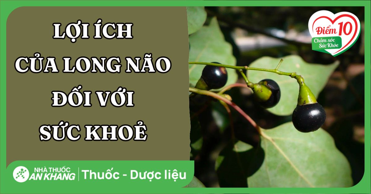 Long não là gì? Những lợi ích của long não đối với sức khỏe