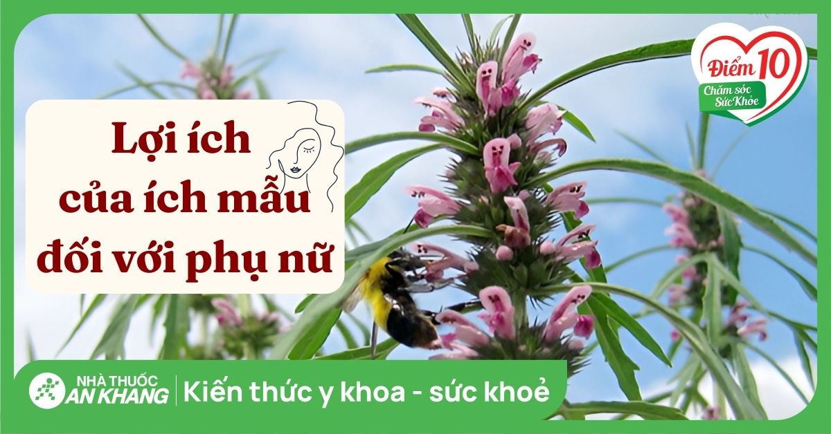 Những lợi ích của ích mẫu đối với sức khỏe phụ nữ