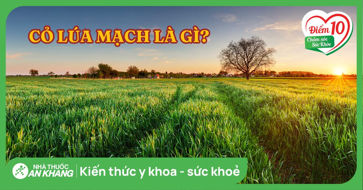 Cỏ lúa mạch là gì? 10 tác dụng của cỏ lúa mạch đối với sức khỏe