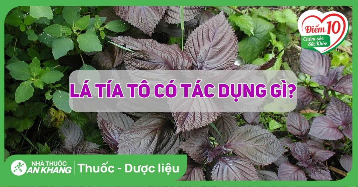 Tác Dụng Của Lá Tía Tô - Yaskon Beauty