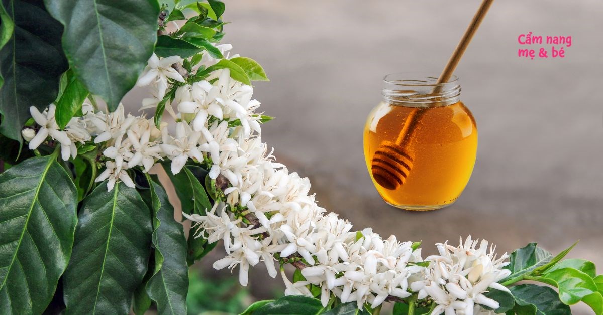 Vì sao cây cà phê cần được tiêu và chăm sóc cẩn thận để tạo ra mật ong hoa cà phê?
