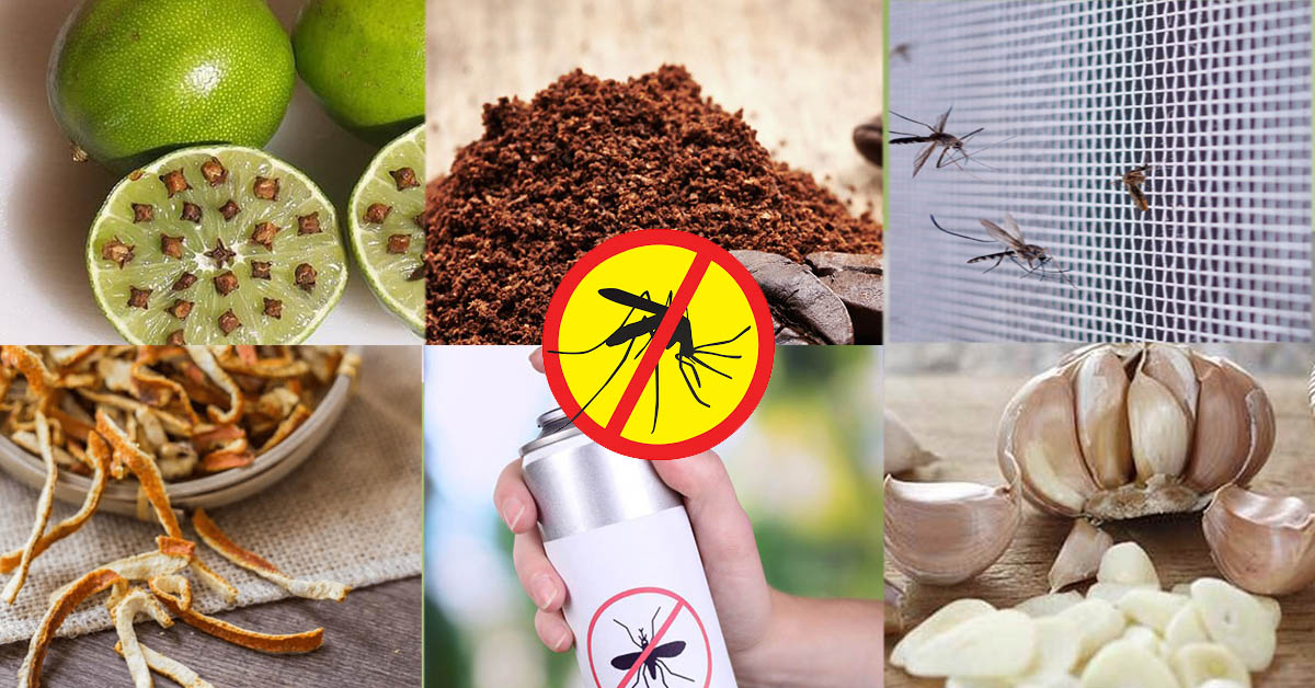 50 Cách đuổi muỗi đơn giản và hiệu quả tại nhà