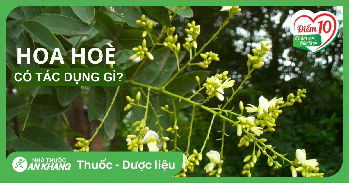 Hoa hòe có tác dụng gì? 7 công dụng đối với sức khỏe và những lưu ý