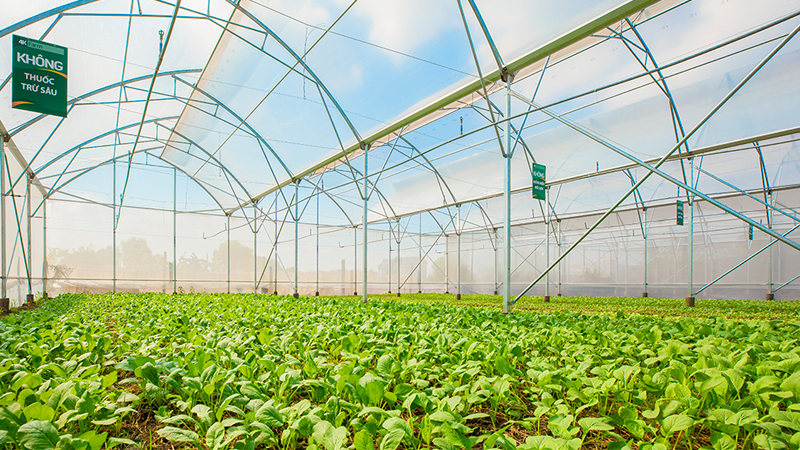 Rau muống 4KFarm 500gr 4