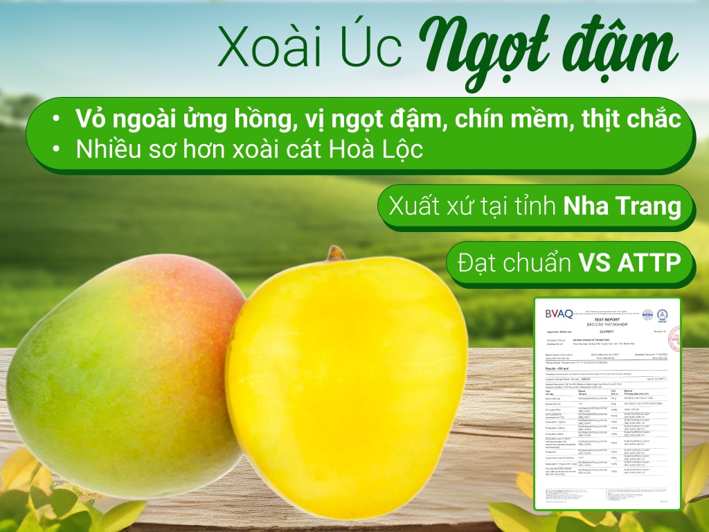 Tròn mắt xem những cây xoài mắn đẻ nhất Việt Nam
