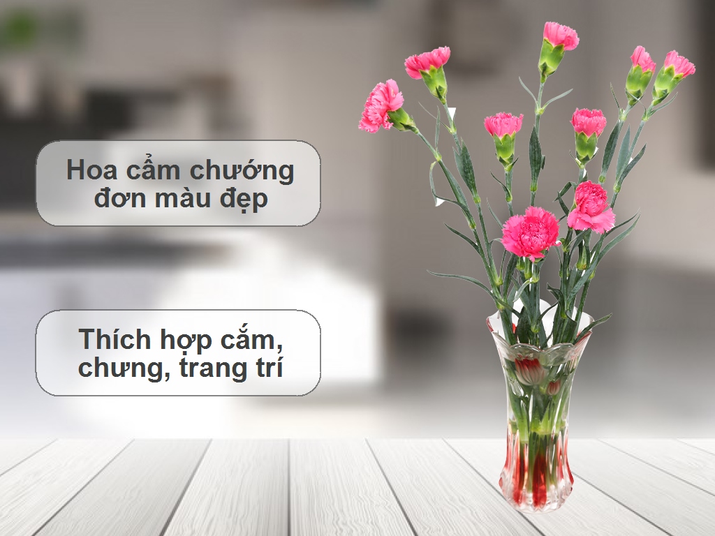 Hoa cẩm chướng trắng - Hội những người thích hoa | Facebook