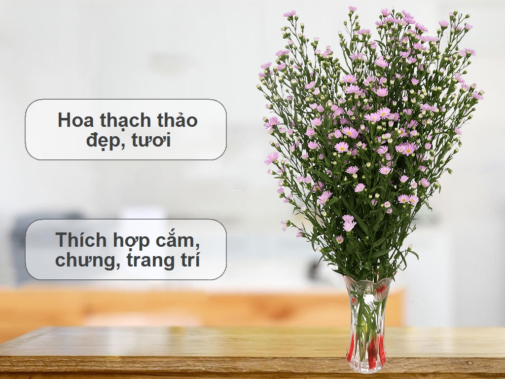 Vườn hoa Thạch Thảo Cần Thơ  Can Tho