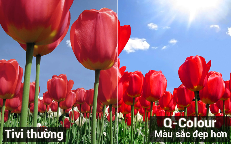 Công nghệ hình ảnh Q Colour